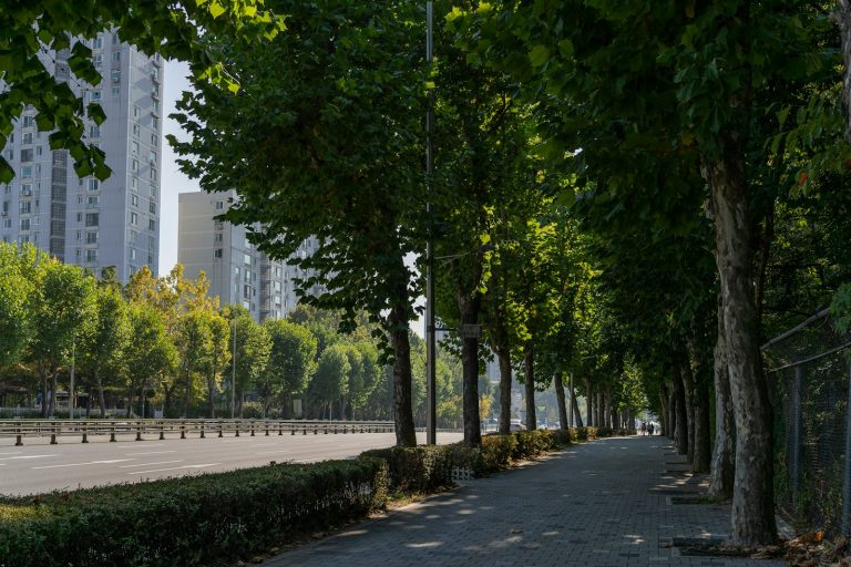 Calle urbana arborizada con vegetación a ambos lados